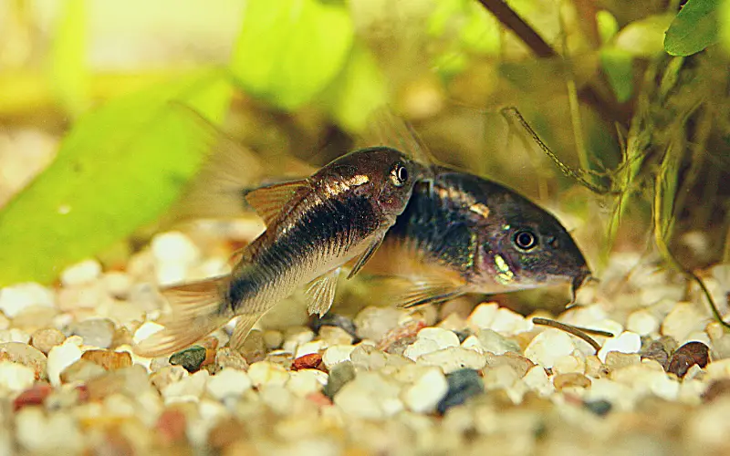 How to Tell If a Cory Catfish Is Stressed