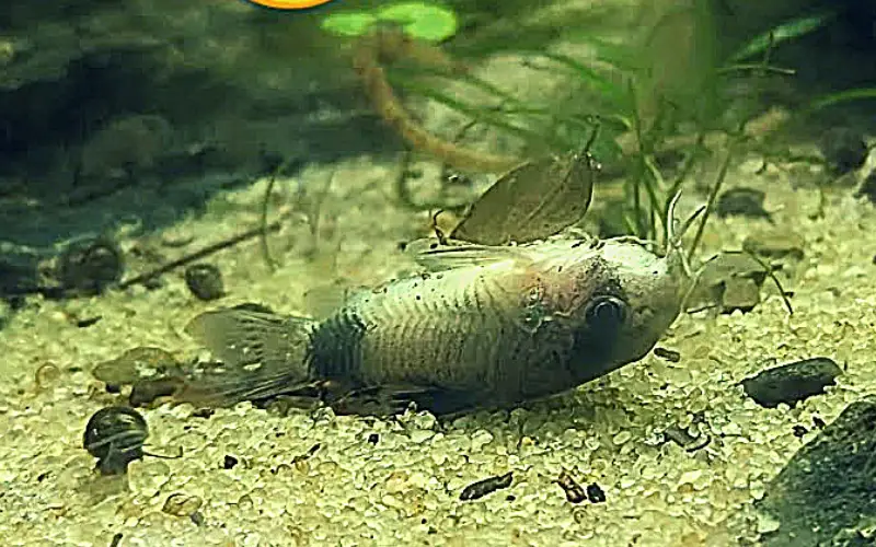 How to save a dying Cory catfish