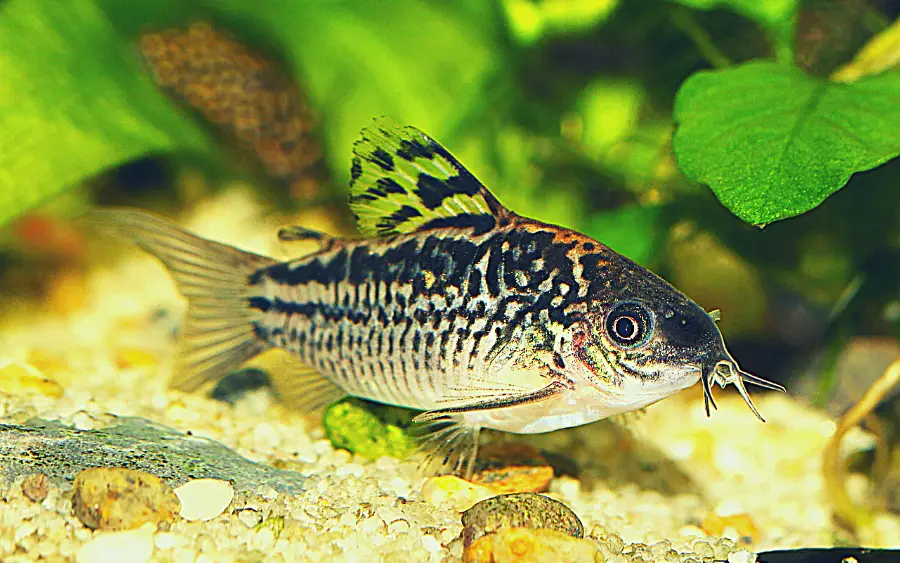 Pregnant Cory catfish