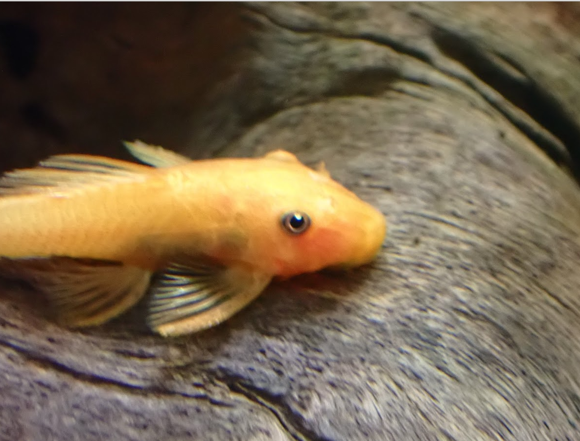 Super Red Bristlenose Pleco 101 - A Comprehensive Guide