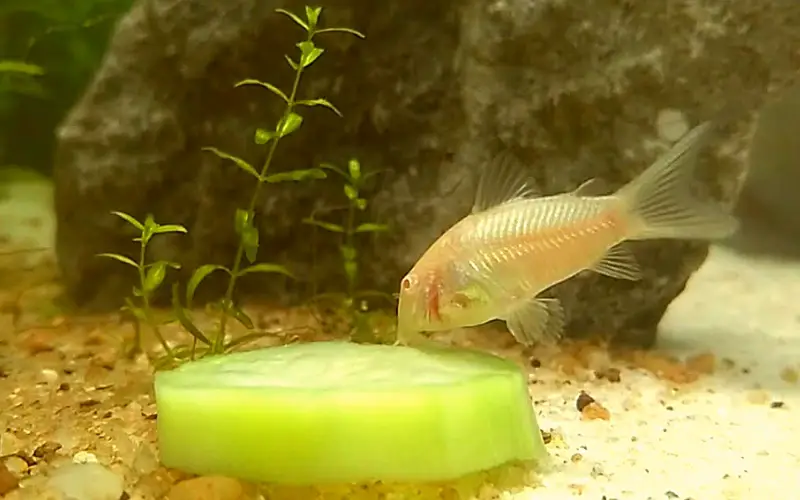 What Vegetables Do Cory Catfish Eat? (5 Available Veggies!)