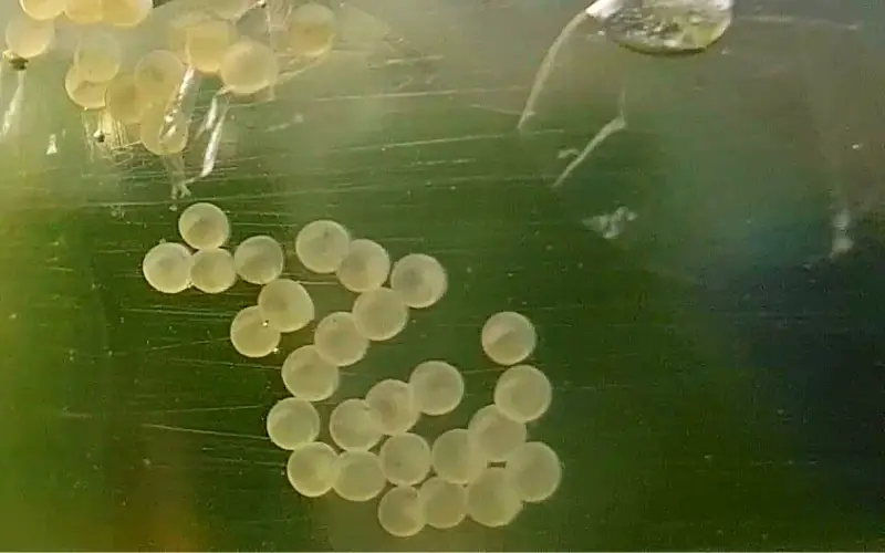 What do Cory catfish eggs look like