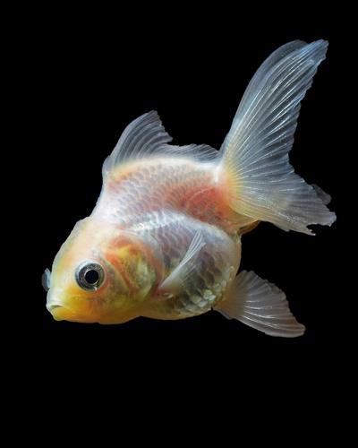 Why do goldfish turn white