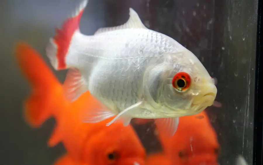 Why is my goldfish turning white