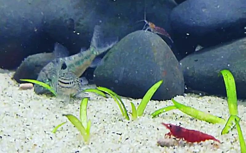 Will Corydoras Eat Shrimp? Let's Clear Up All the Confusion