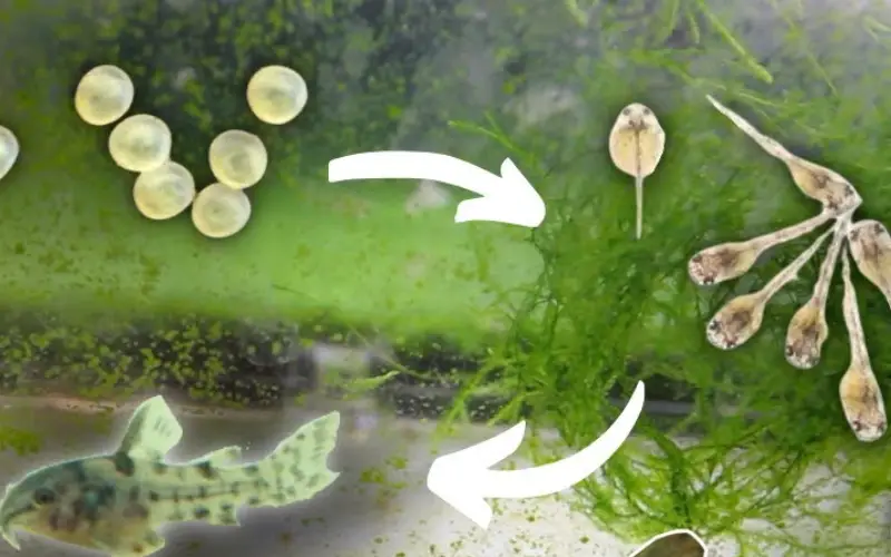 Corydoras egg development