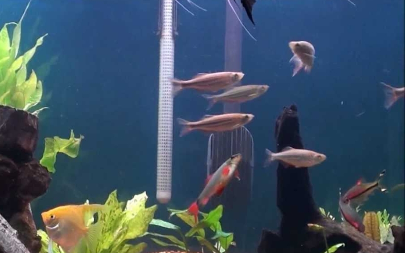 why do Cory catfish swim to the top