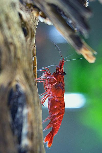 will Cory catfish eat shrimp