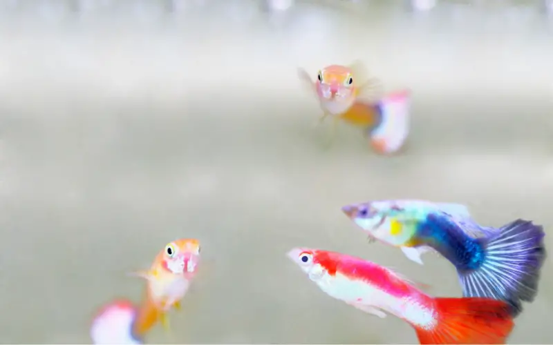 Are Guppies Schooling Fish