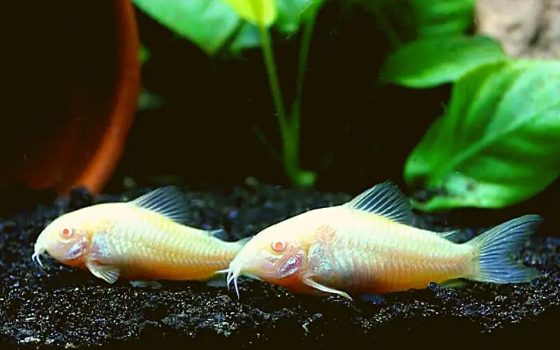 Are albino cory catfish blind
