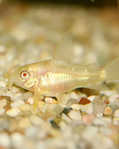 Are albino Corydoras catfish blind