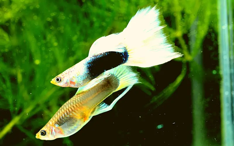 Can Guppies Breed with Mollies Molly Guppy Hybrid Secrets!
