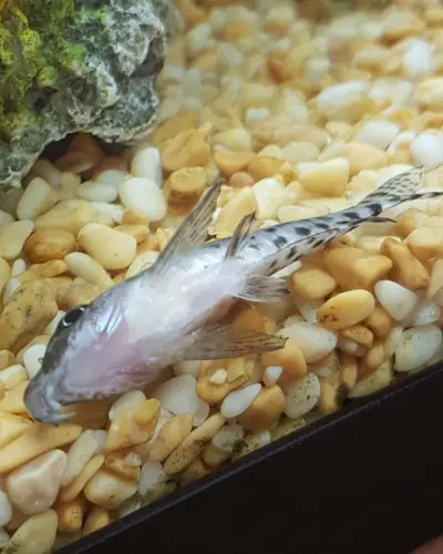 Cory catfish laying on side breathing fast