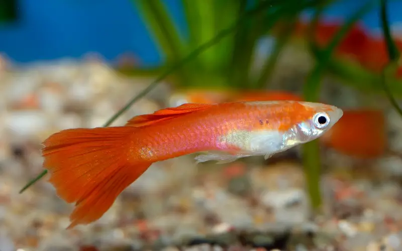 Does Guppies Need a Heater A Comprehensive Beginner