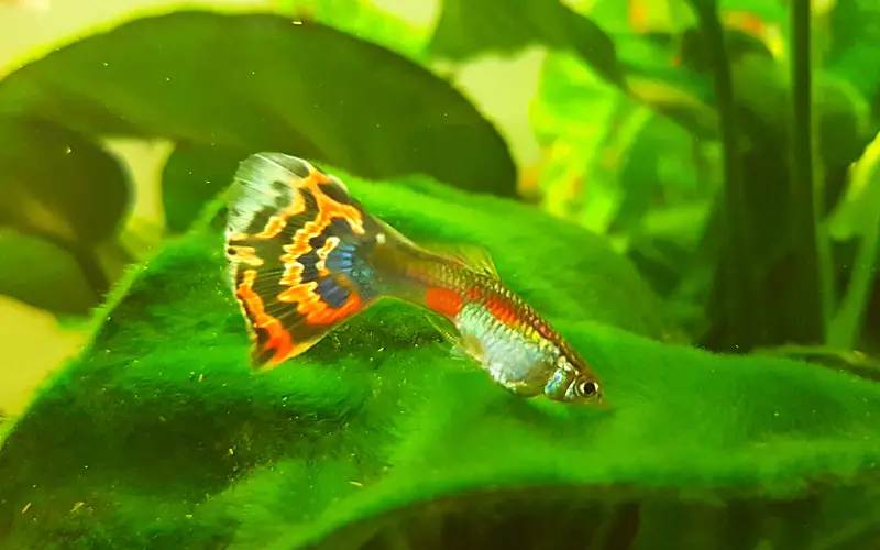 do guppies lay eggs