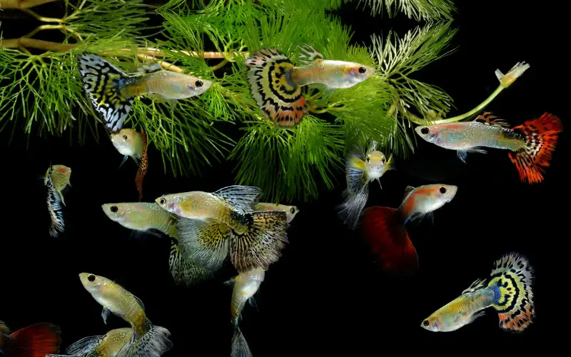 Guppy Breeding