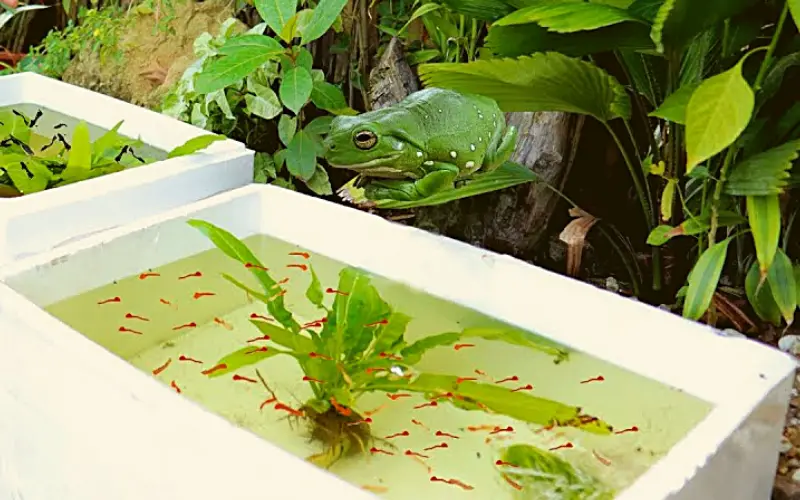 How Many Babies Do Guppies Have? (Let's Quell The Myth!)