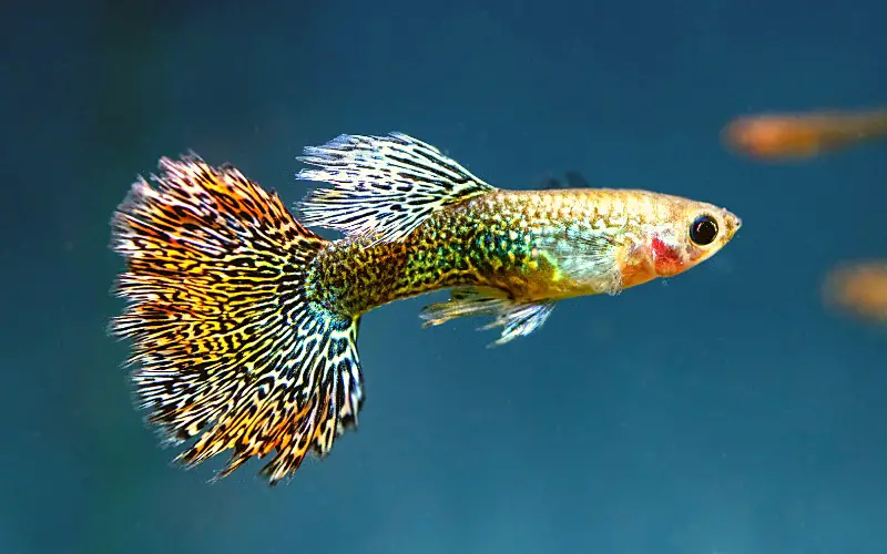 How Many Eggs Do Guppies Lay An Essential Guide Solved