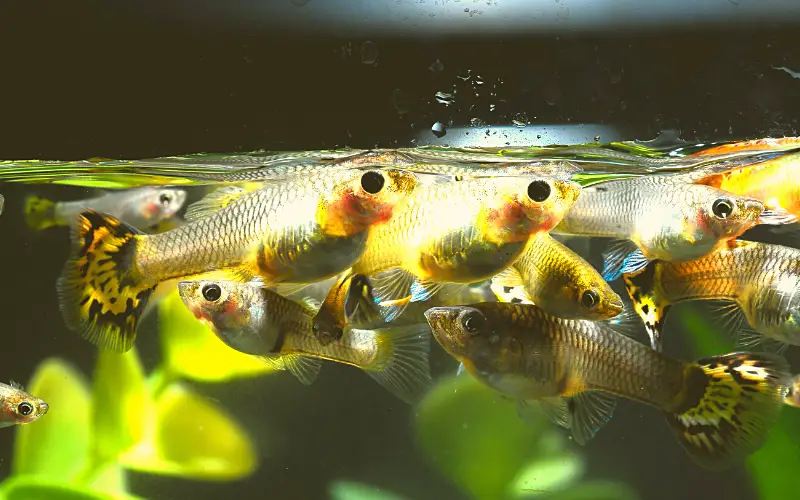 how many guppies can be in a 10 gallon tank