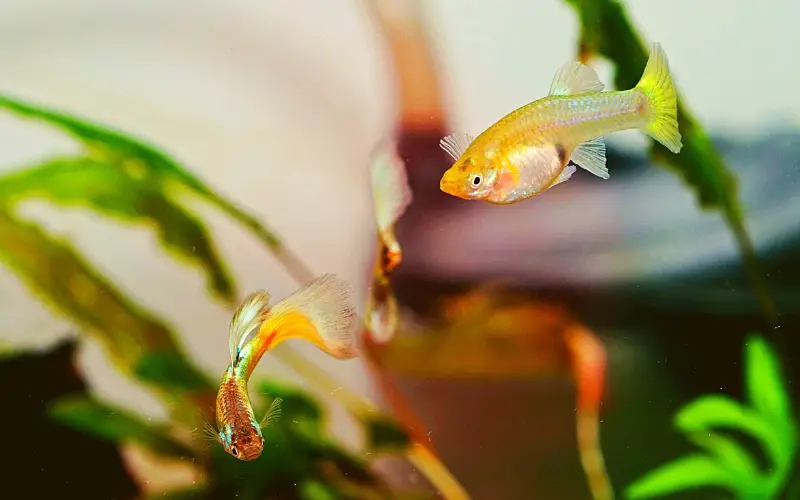 can different types of guppies live together