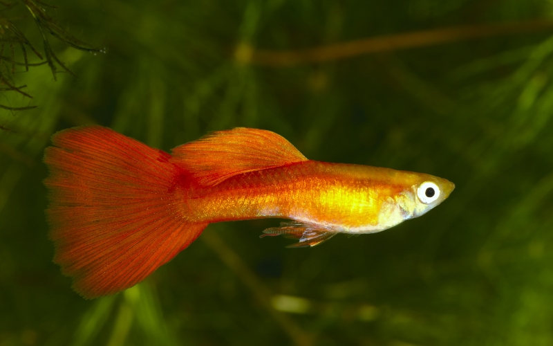 How Often Do Guppies Have Babies