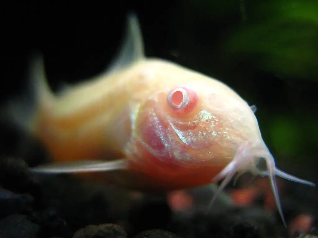 How big do albino cory catfish get