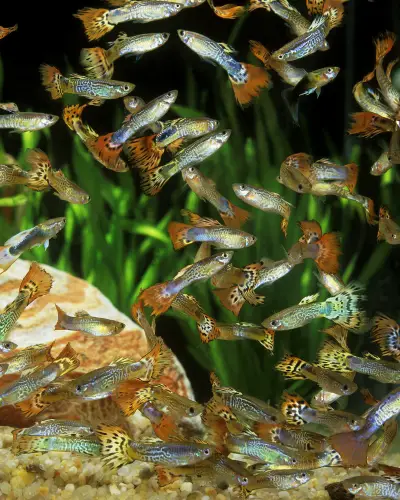 how to breed with guppies