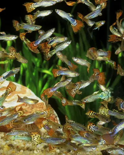 How often do guppies breed