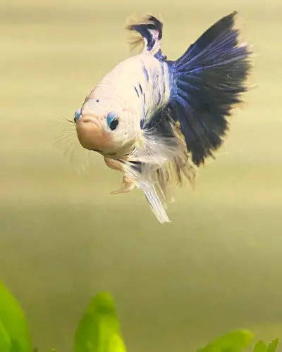 How to Tell If Betta Fish Is Unhappy