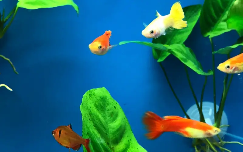 How to breed guppies