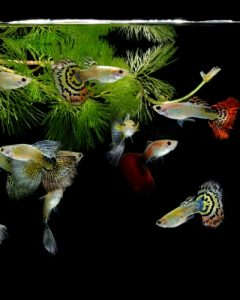 Picture of How to Set Up a Guppy Breeding Tank: 7 Easy Tips (Explained)