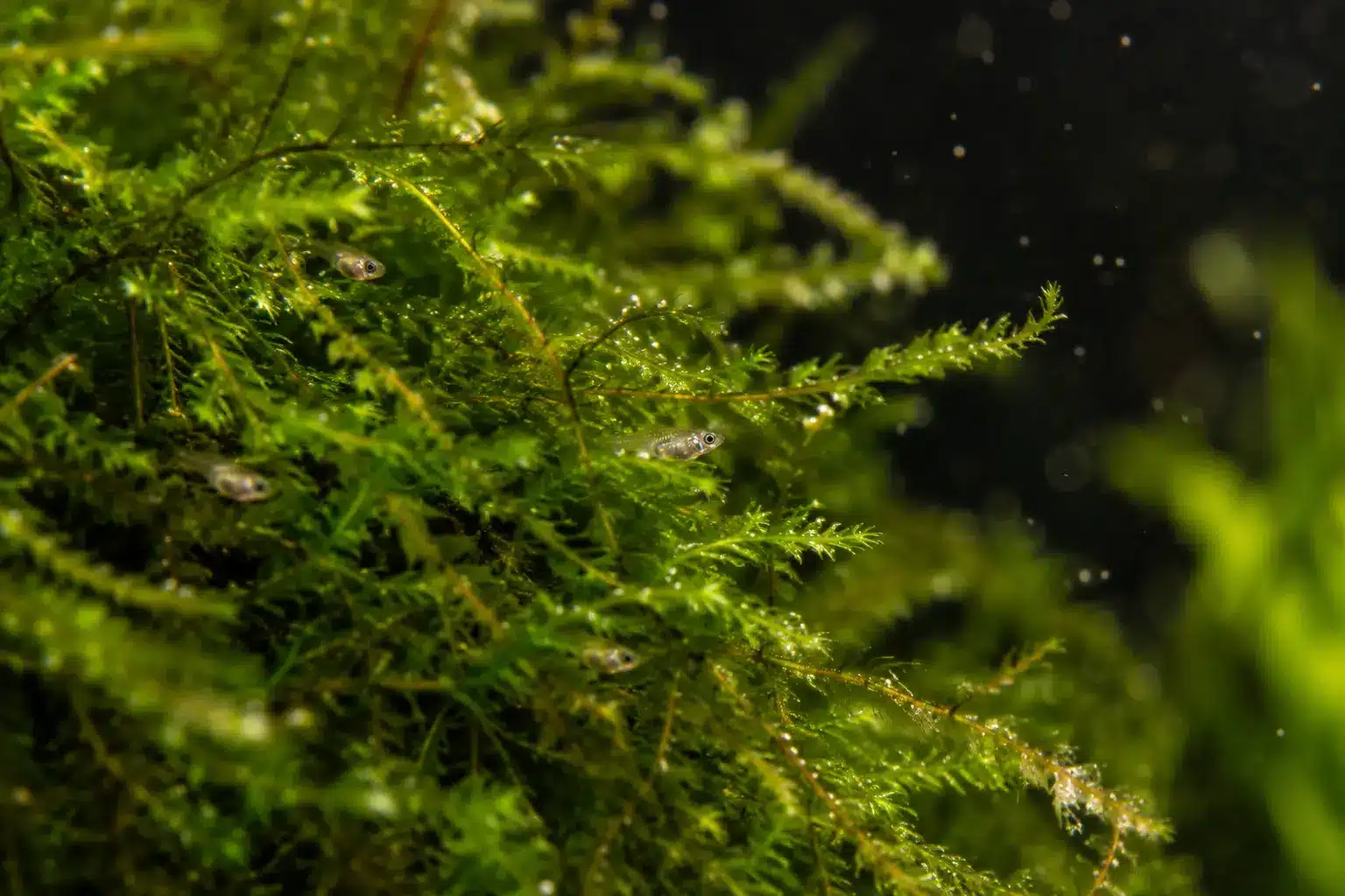 Newborn guppy fry hiding among aquarium plants.