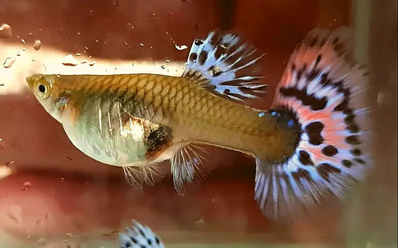how often do guppies give birth