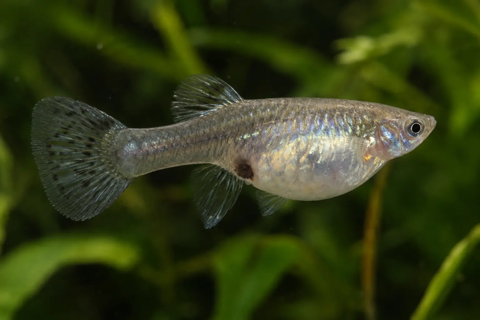 Pregnant female guppy with a rounded abdomen and visible gravid spot.