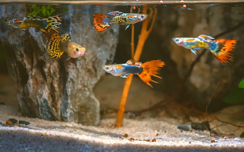 What Temperature Do Guppies Need