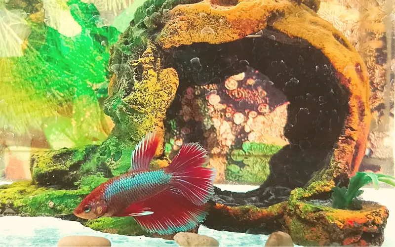 Why is my new betta fish hiding and not eating