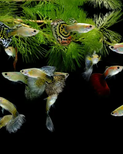 can different types of guppies breed