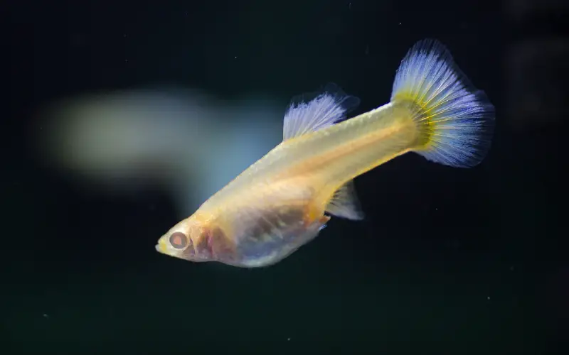 albino Guppy