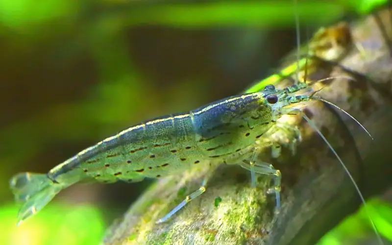 are ghost shrimp aggressive