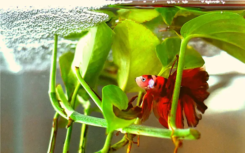 Betta Blowing Bubbles at Top of Tank