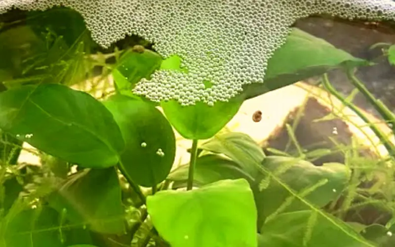 Betta Fish Blowing Bubbles at Top of Tank