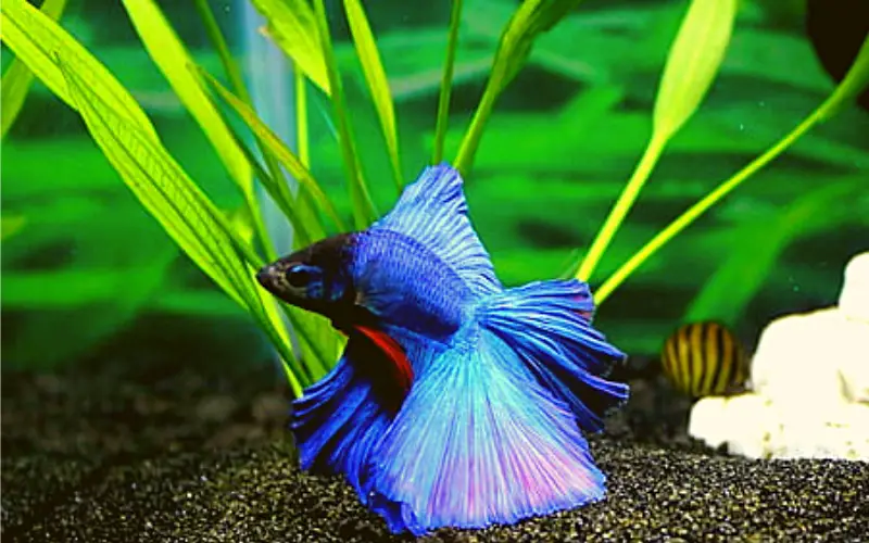Betta Fish Not Eating and Laying at Bottom
