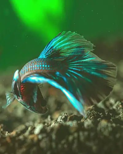 Betta fish laying on bottom of tank and not eating