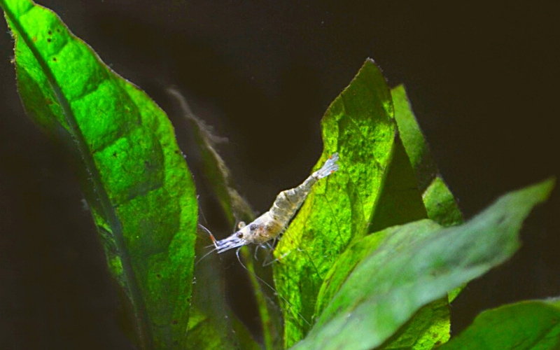 Can Ghost Shrimp Live with Other Shrimp