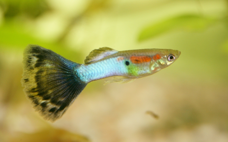 Can Guppies Eat Betta Food