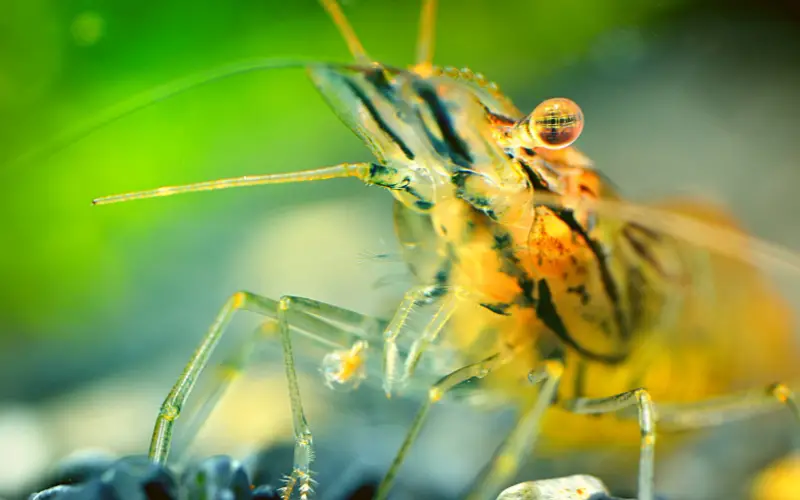 Care for ghost shrimp