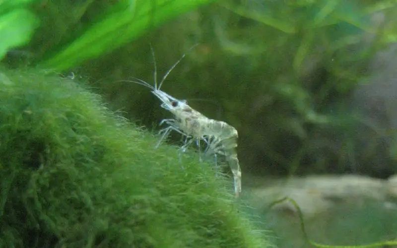 Do Ghost Shrimp Eat Algae