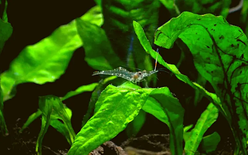 Do ghost shrimp need a filter