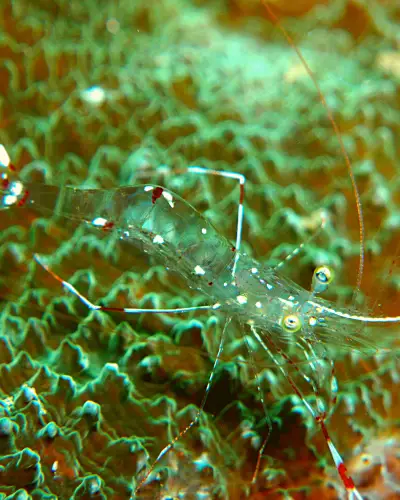 Does ghost shrimp eat algae