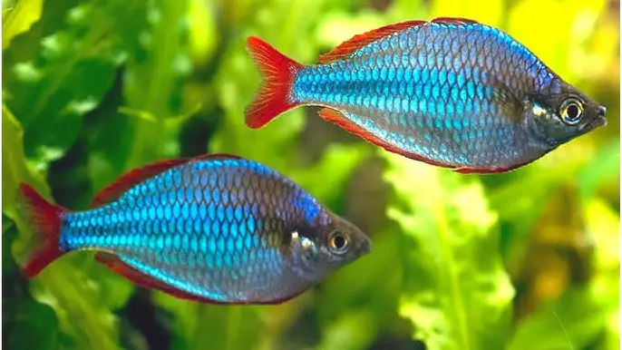 Dwarf Neon Rainbowfish